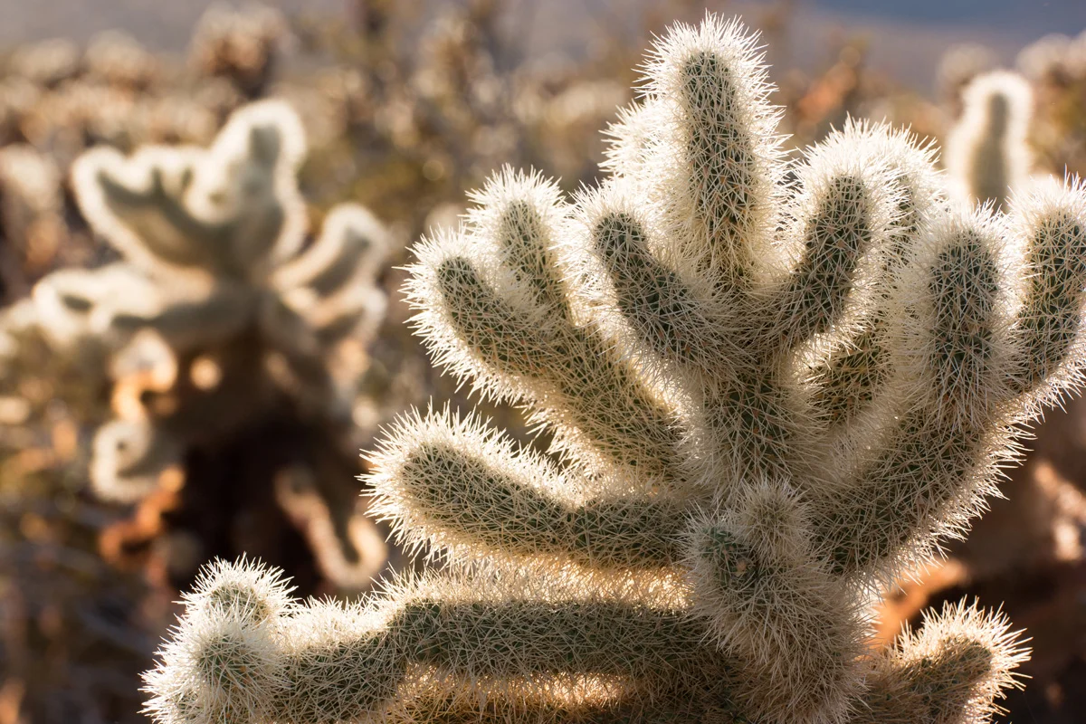 Samsung NX1 Joshua Tree National Park California