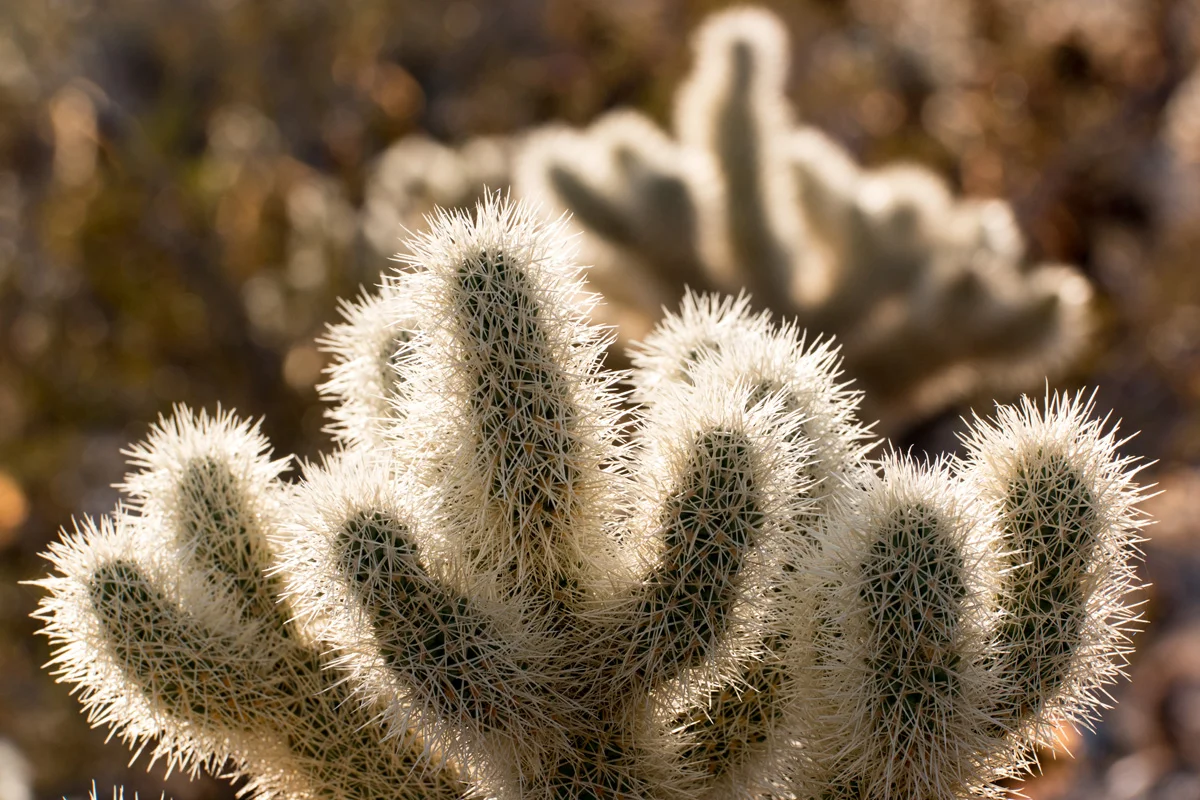 Samsung NX1 Joshua Tree National Park California