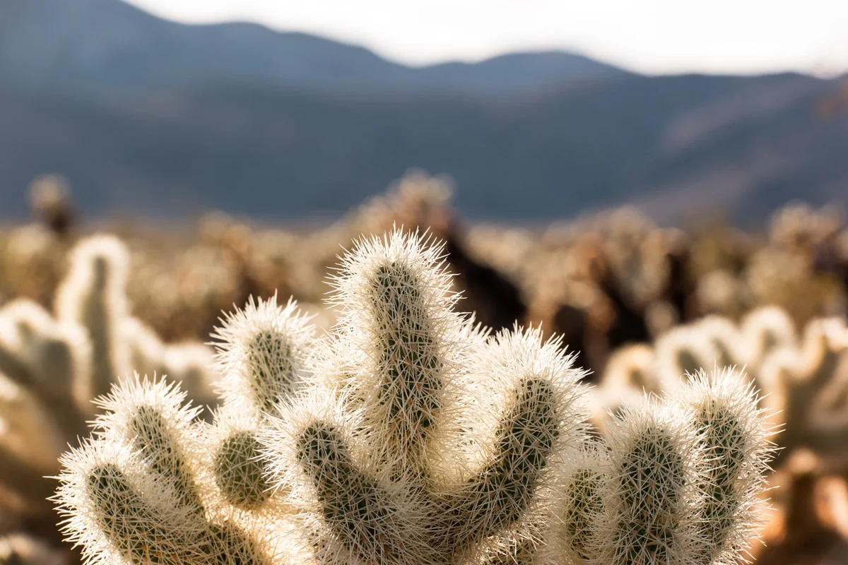 Samsung NX1 Joshua Tree National Park California