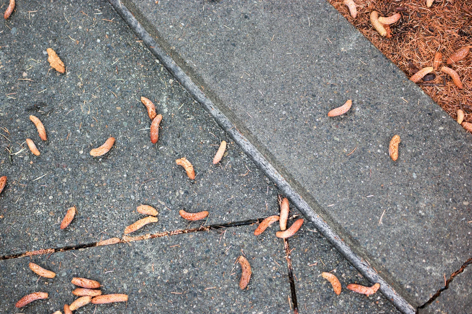 Samsung NX1 PIX2015 Seattle Washington