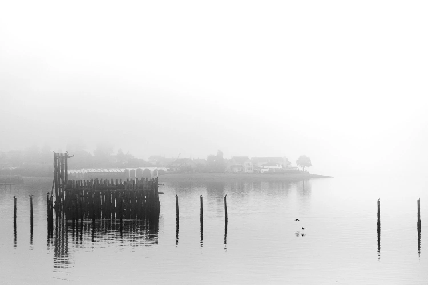 Samsung NX1 PIX2015 Tacoma Washington