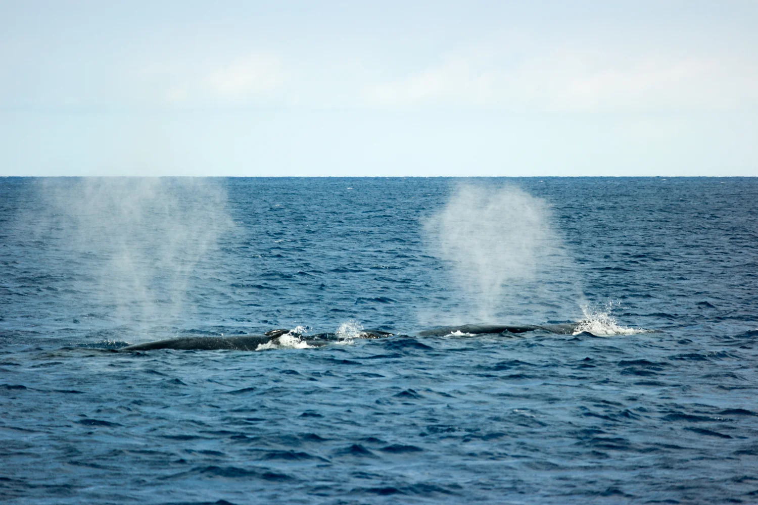 Samsung NX500 50mm S Hawaii 1500px