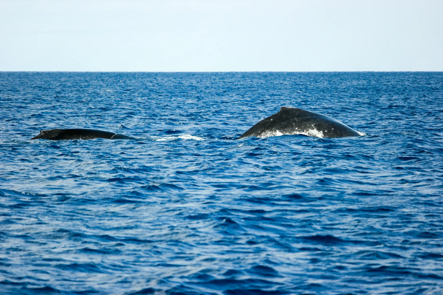 Samsung NX500 50mm S Hawaii 1500px