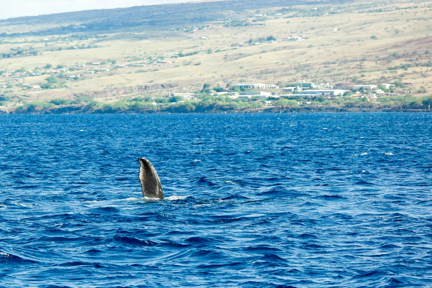 Samsung NX500 50mm S Hawaii 1500px