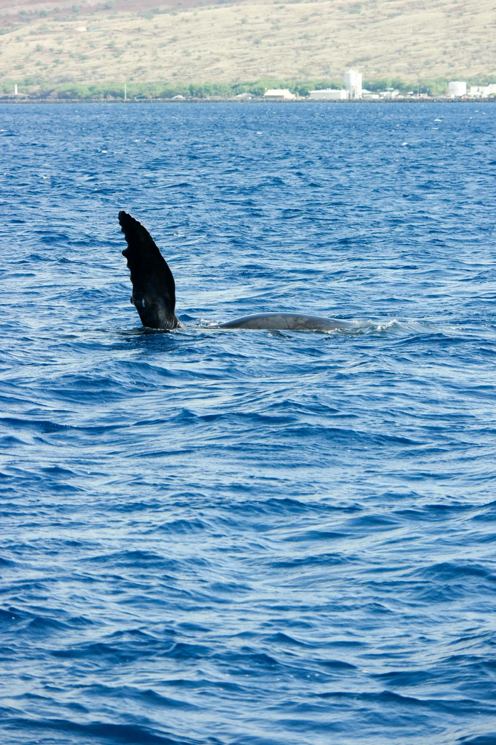 Samsung NX500 50mm S Hawaii 1500px