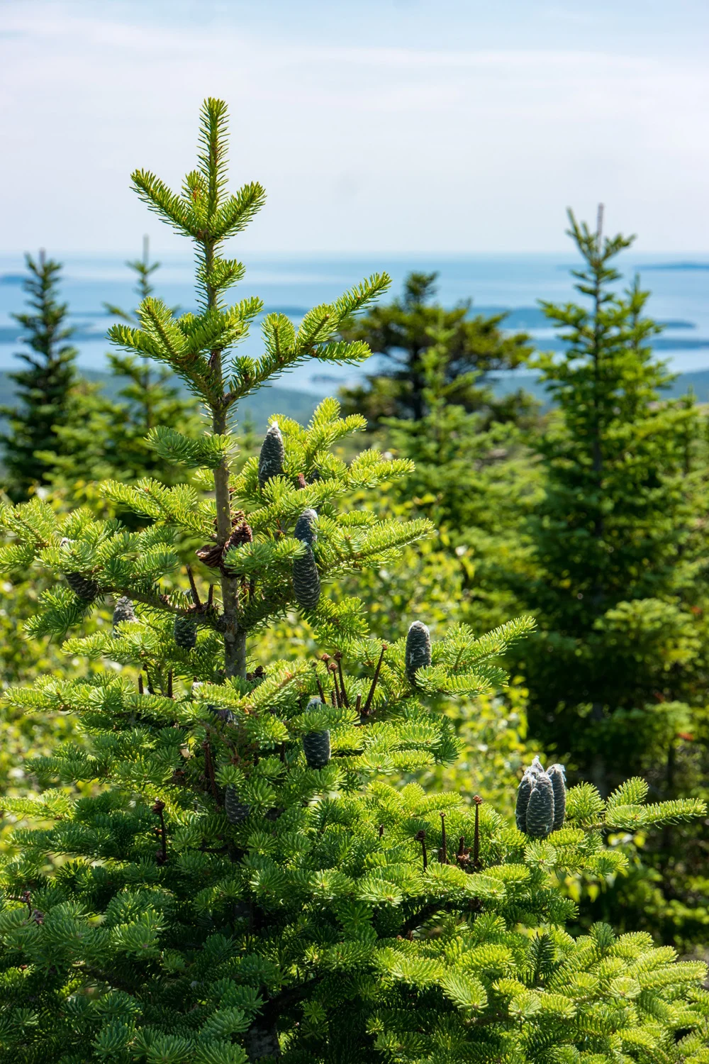 Samsung NX500 Acadia National Park Maine