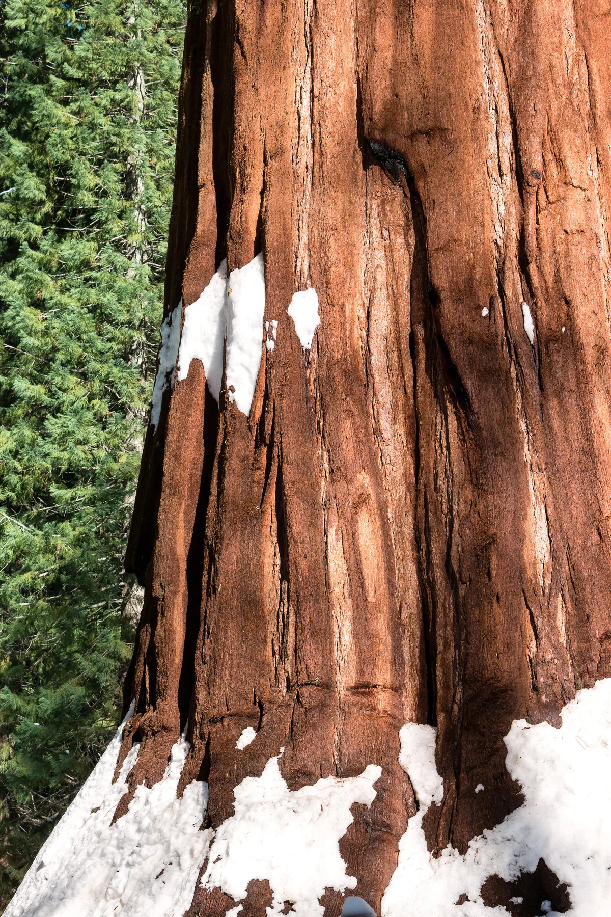 Sequoia National Park California December2015