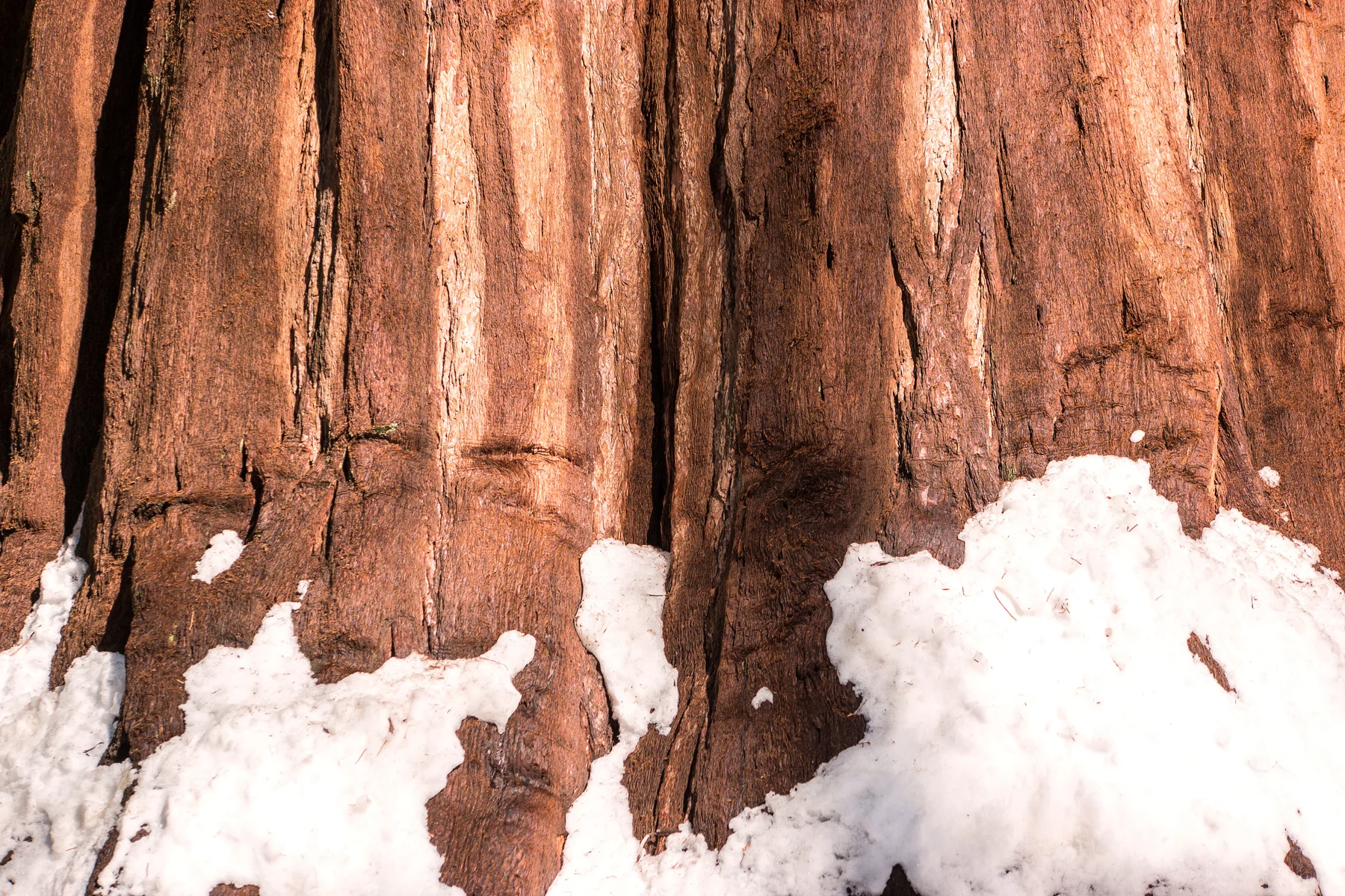 Sequoia National Park California December2015