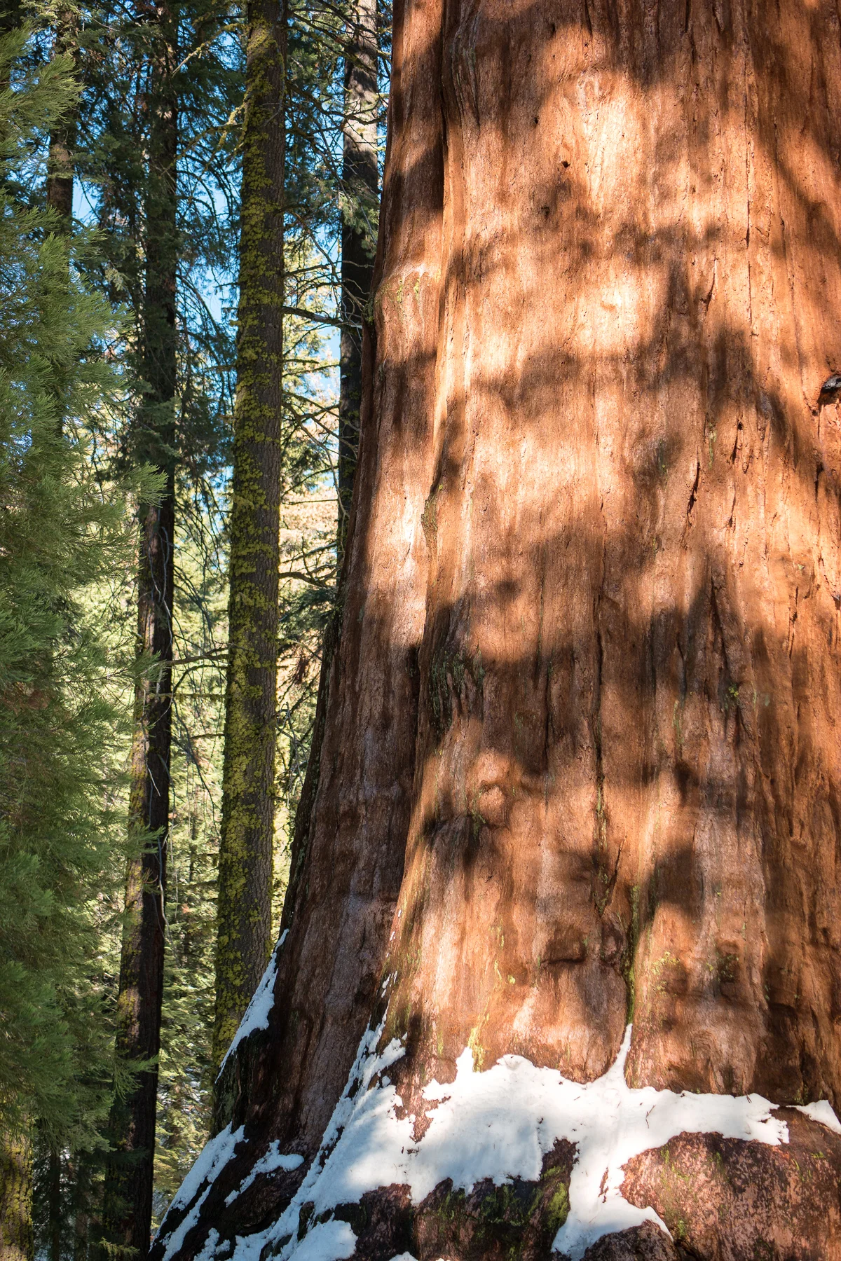 Sequoia National Park California December2015