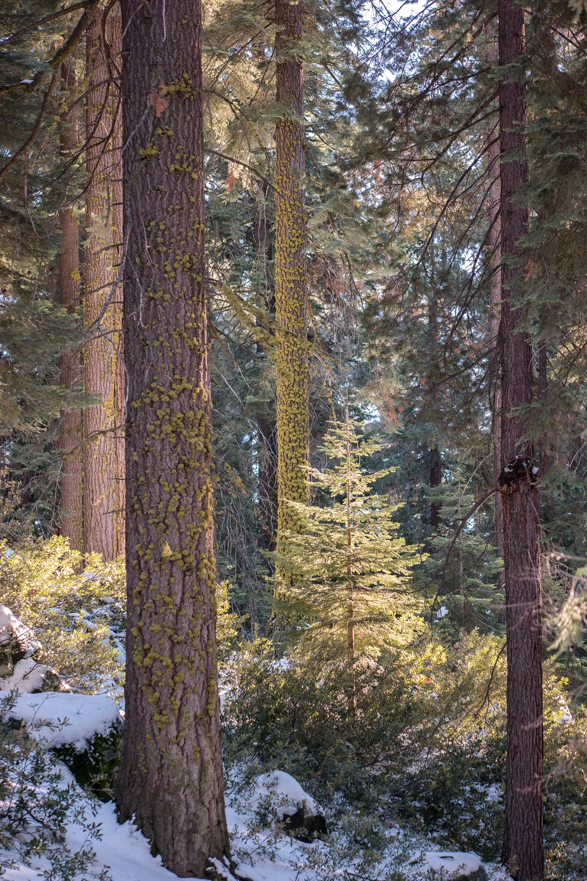 Sequoia National Park California December2015