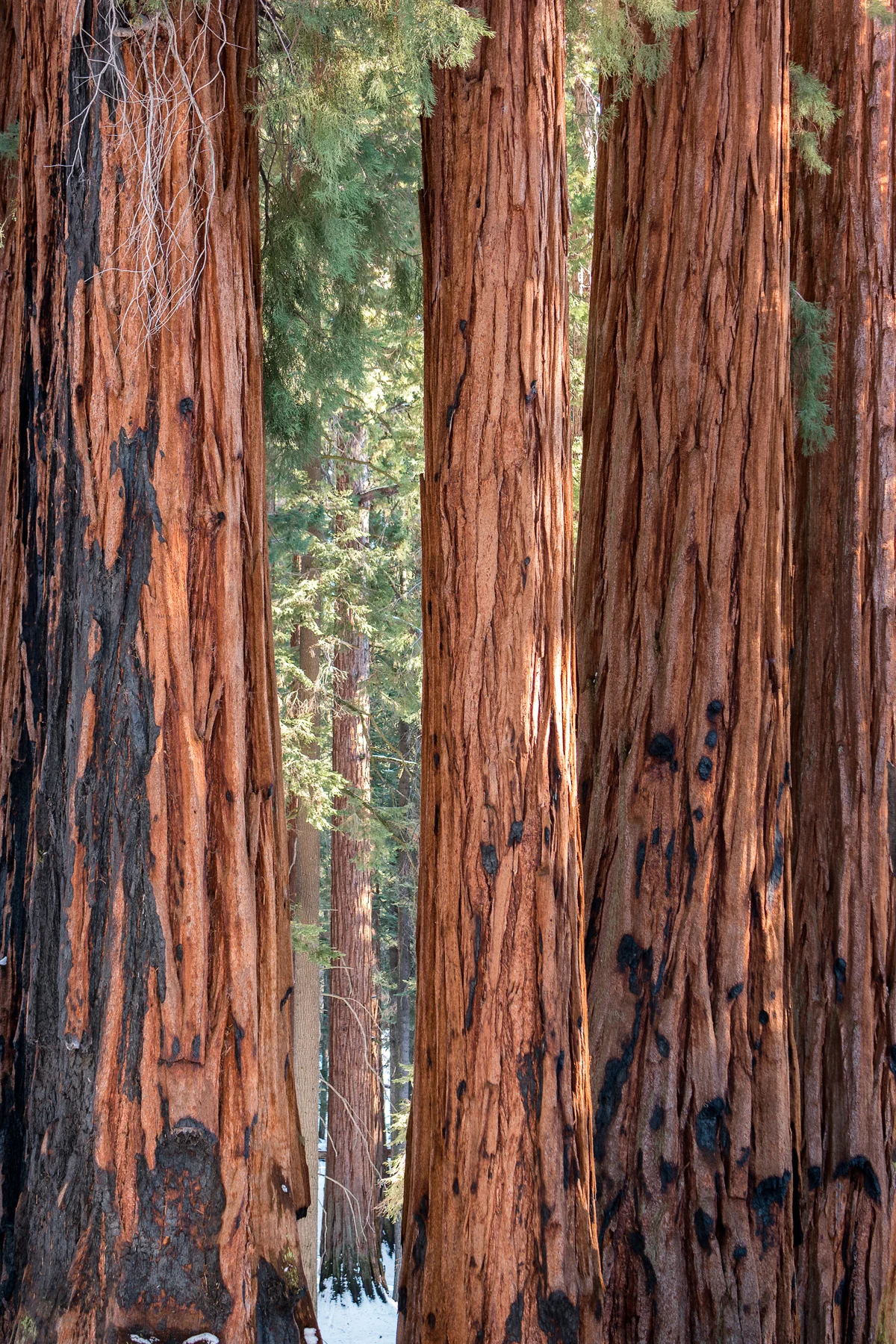 Sequoia National Park California December2015