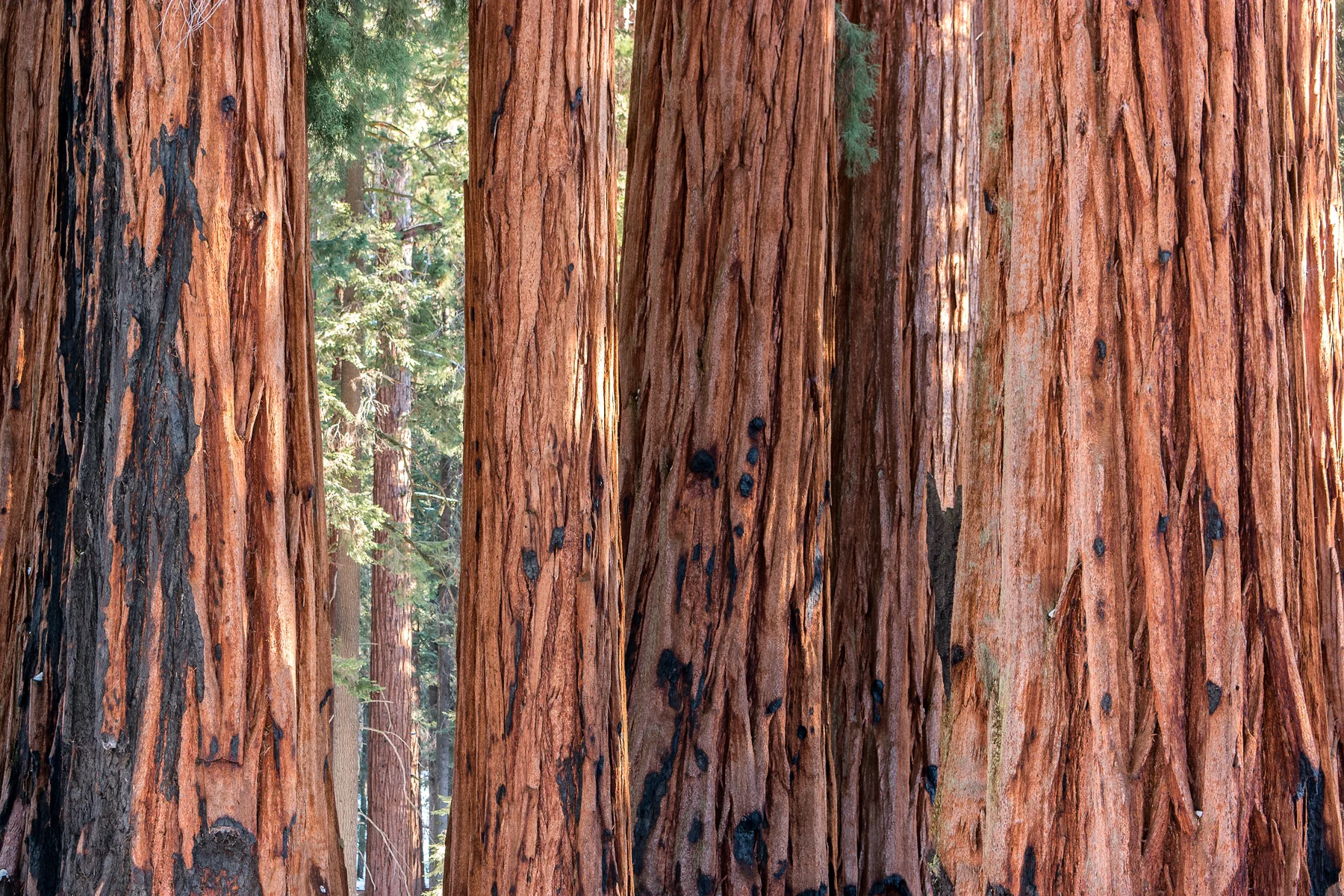 Sequoia National Park California December2015