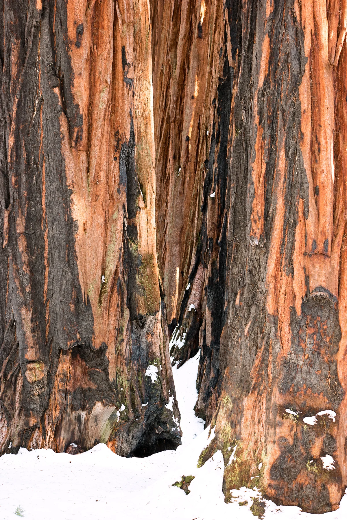 Sequoia National Park California December2015