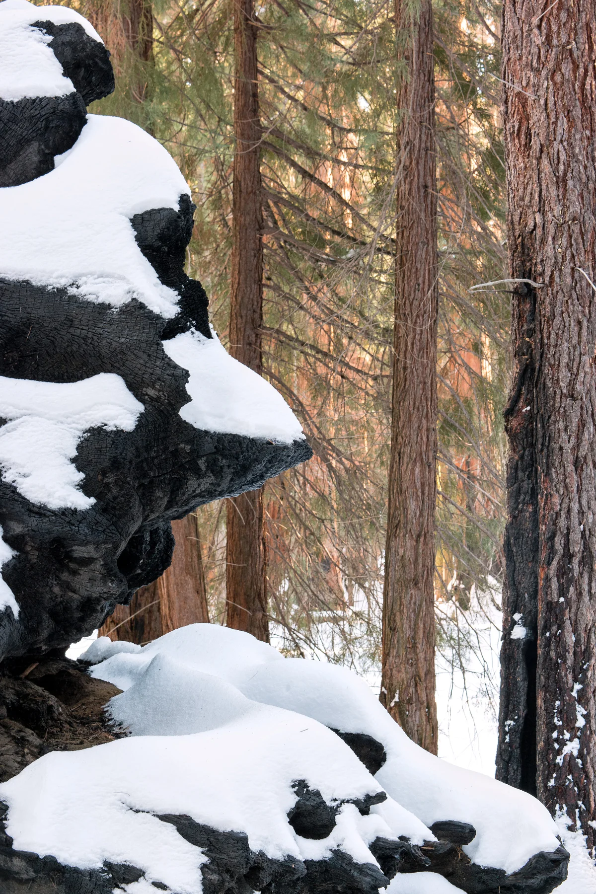 Sequoia National Park California December2015