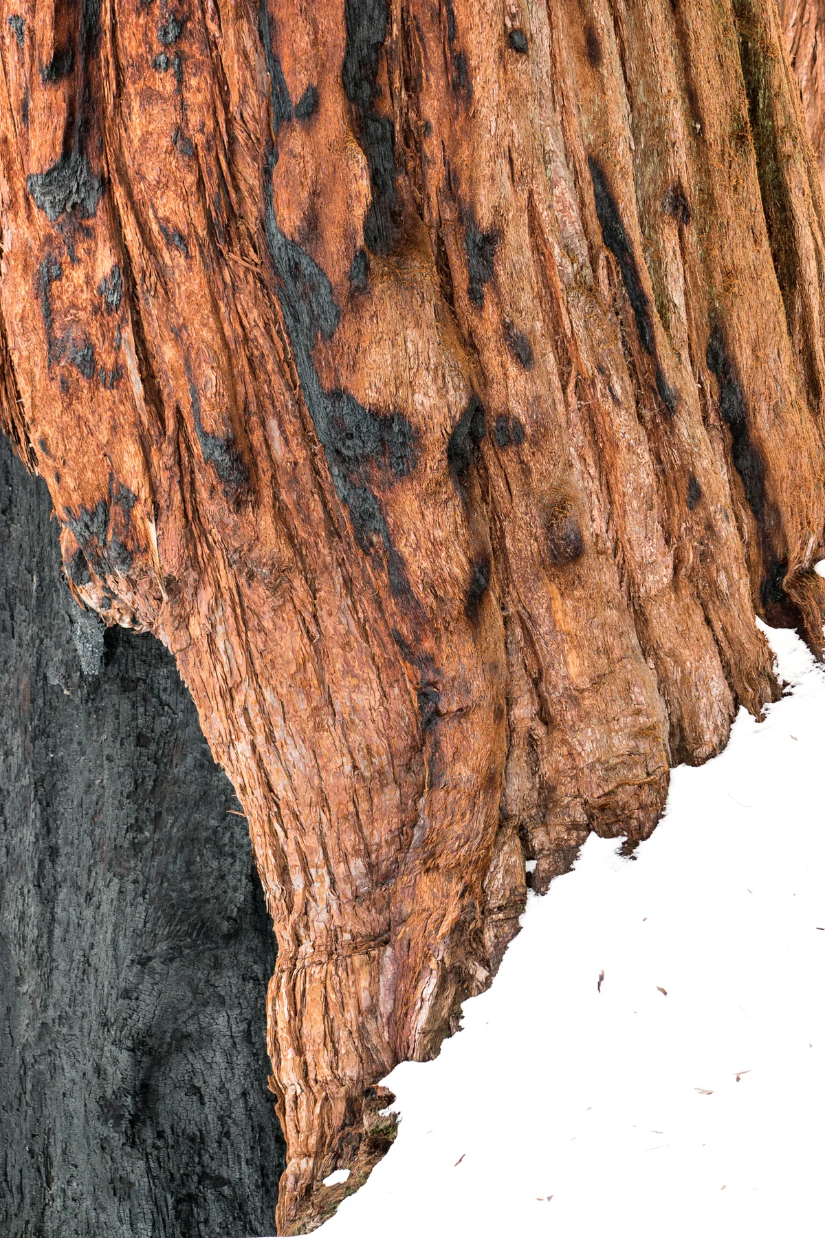 Sequoia National Park California December2015