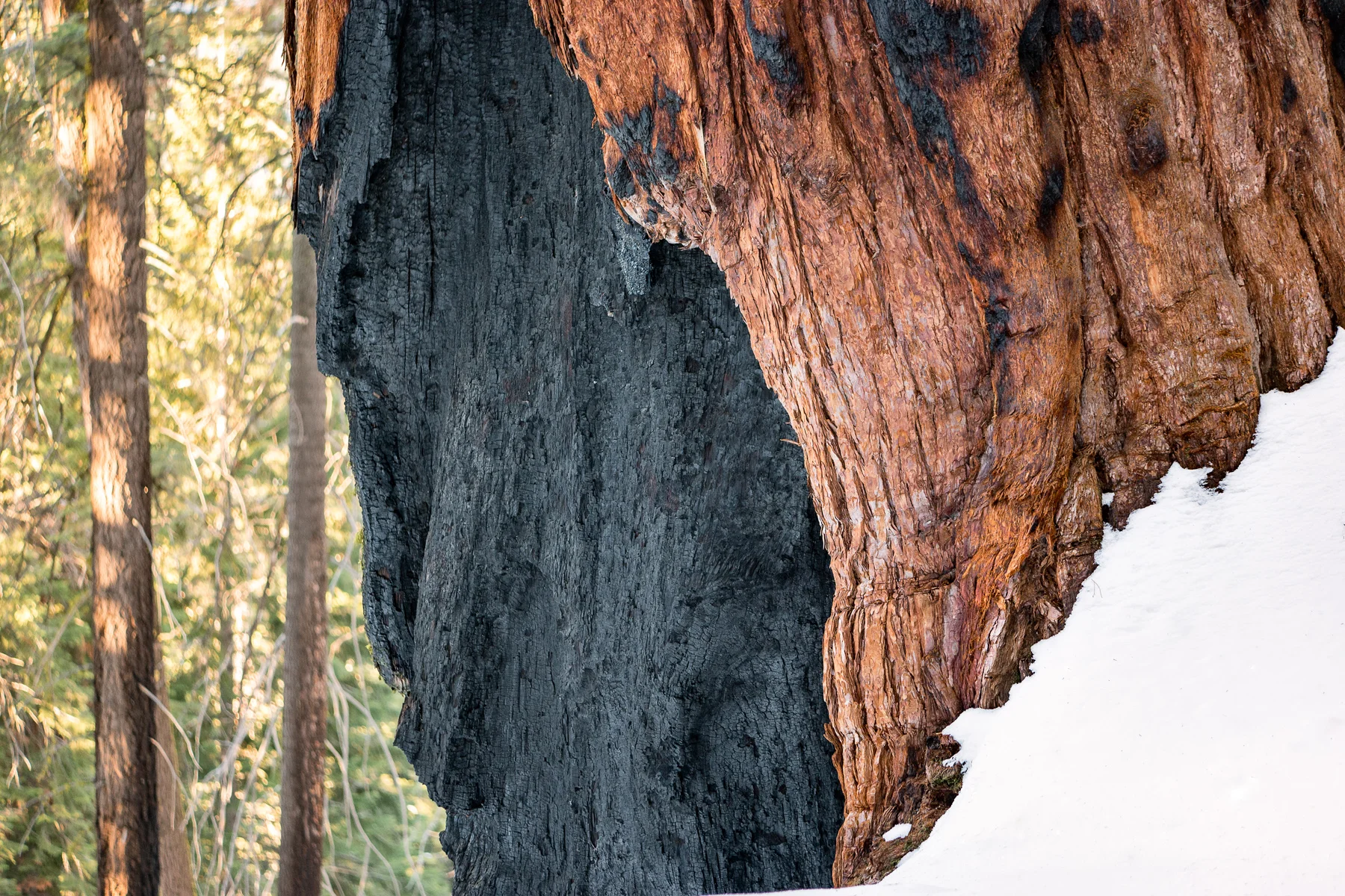 Sequoia National Park California December2015