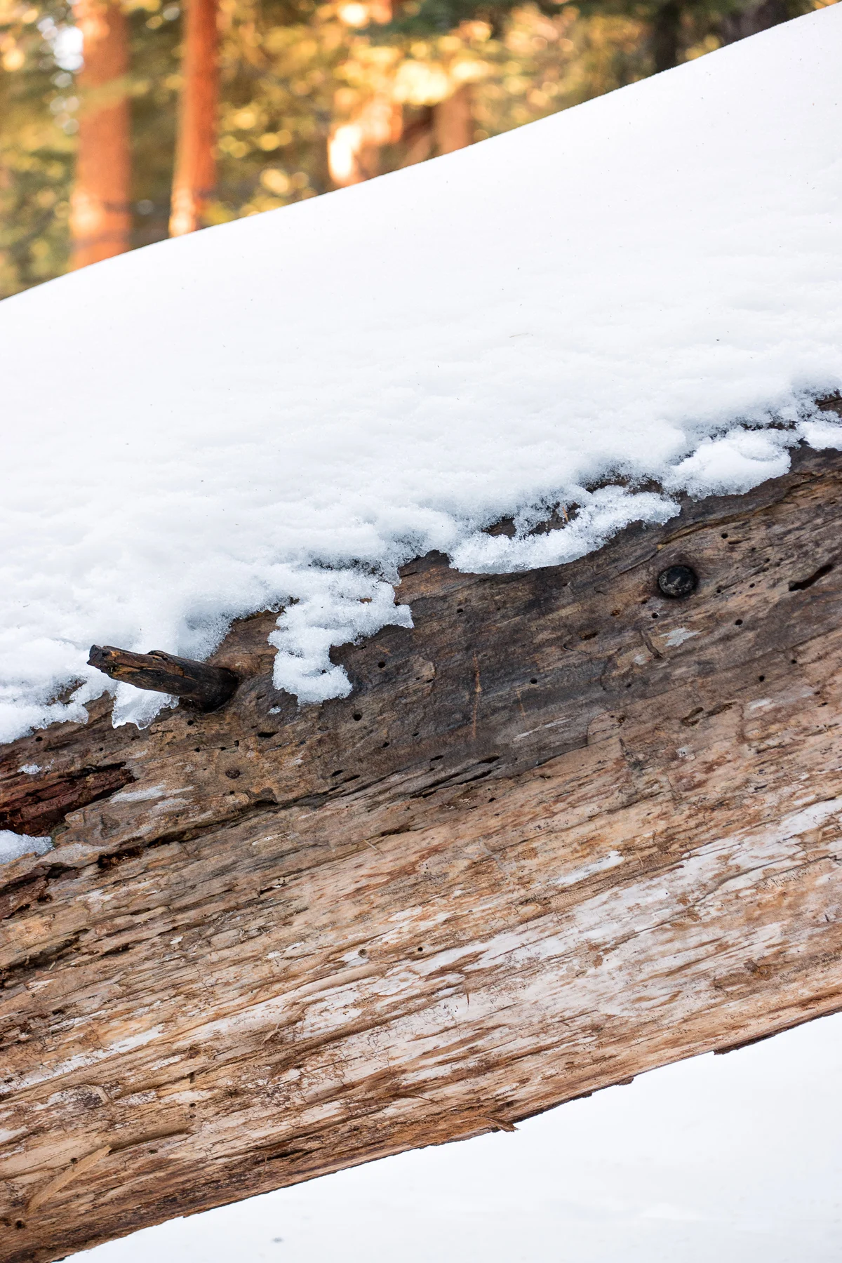 Sequoia National Park California December2015