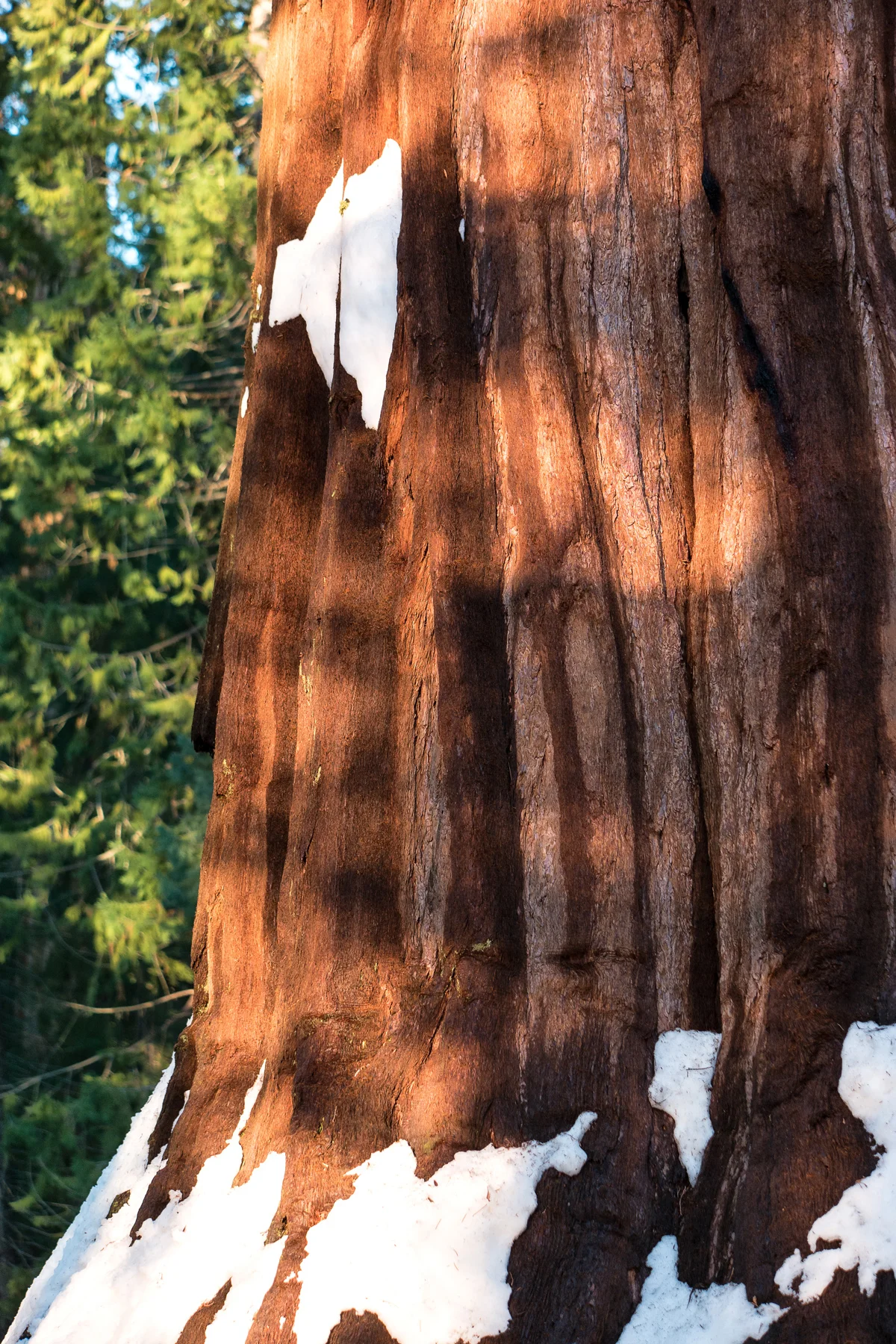 Sequoia National Park California December2015