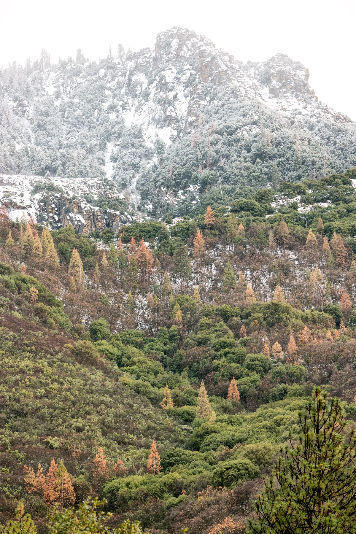 Sequoia National Park California December2015