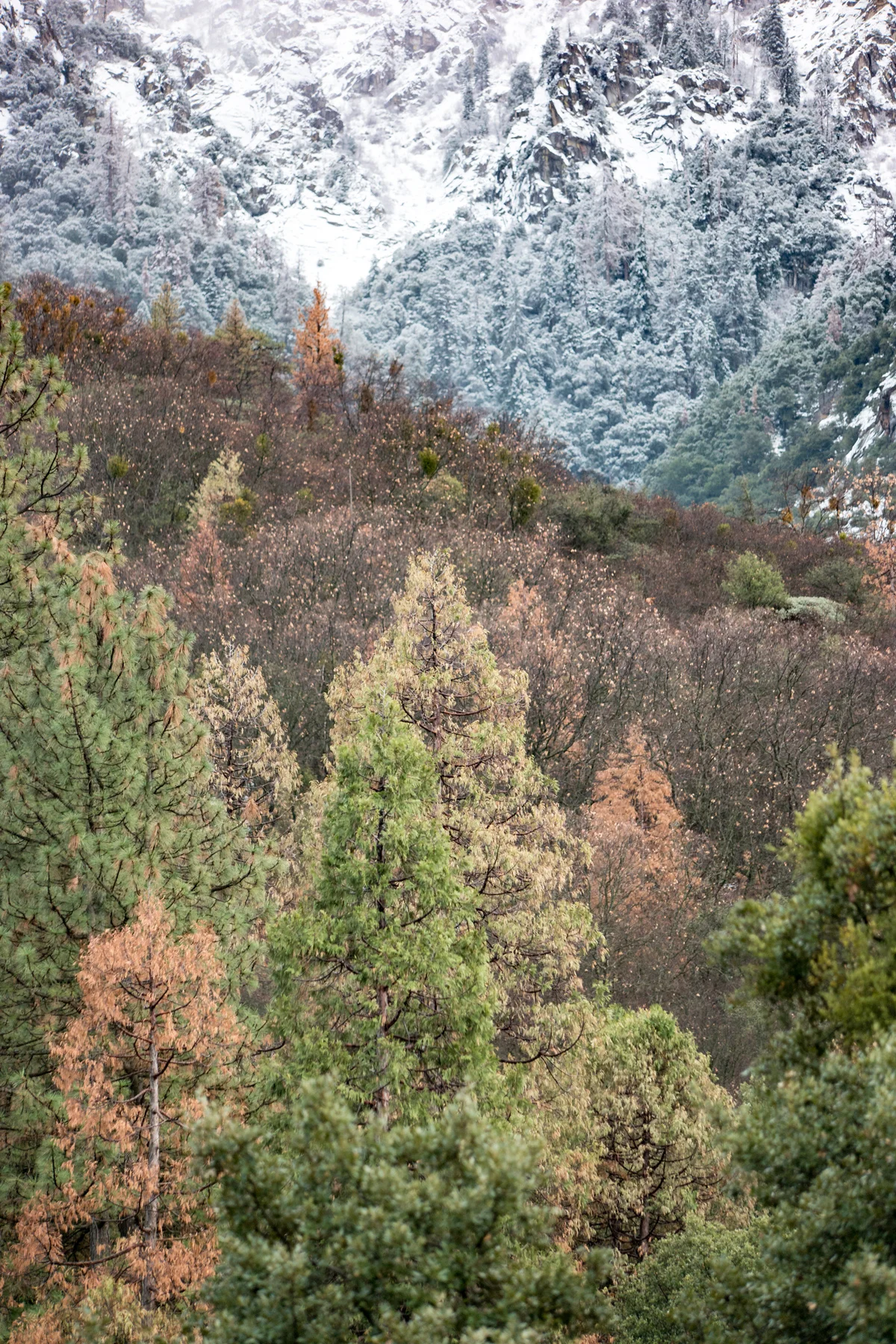 Sequoia National Park California December2015