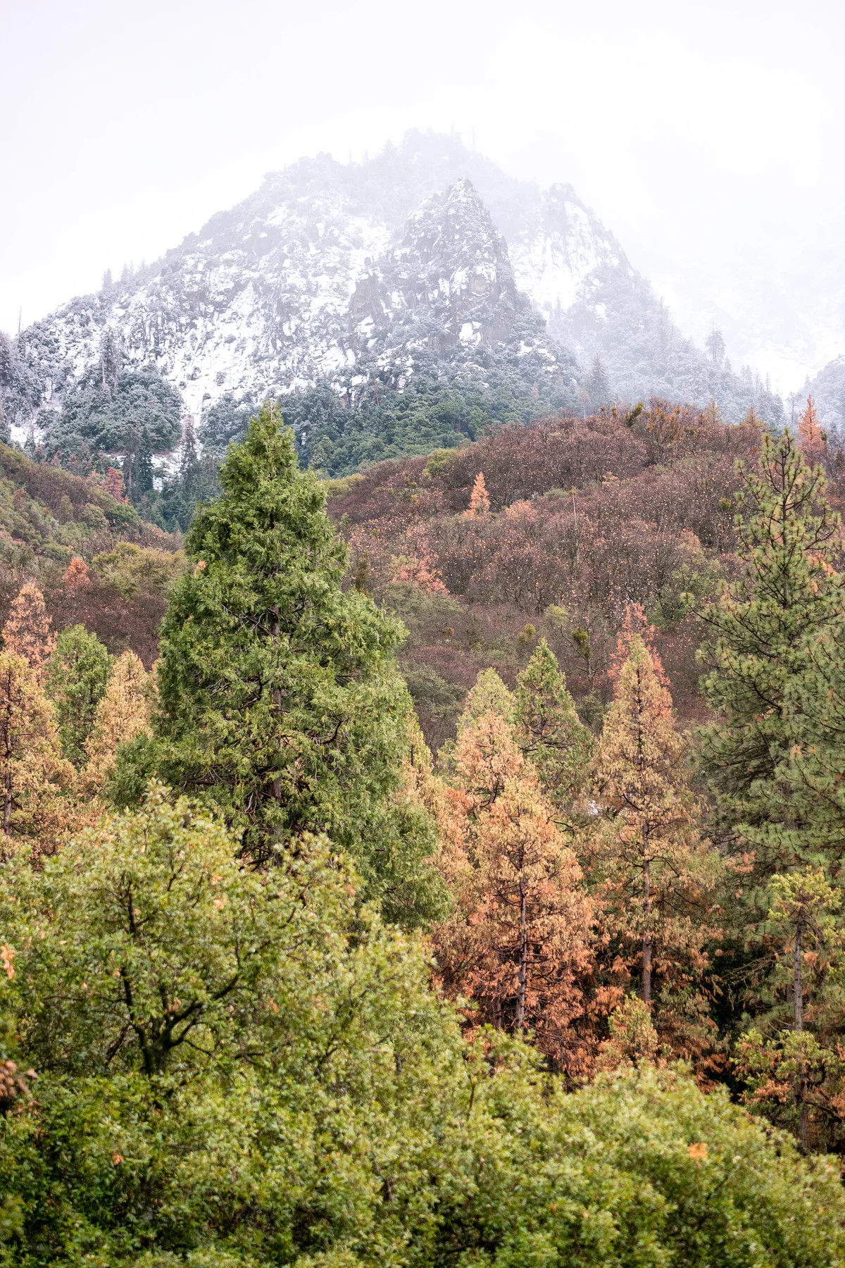 Sequoia National Park California December2015