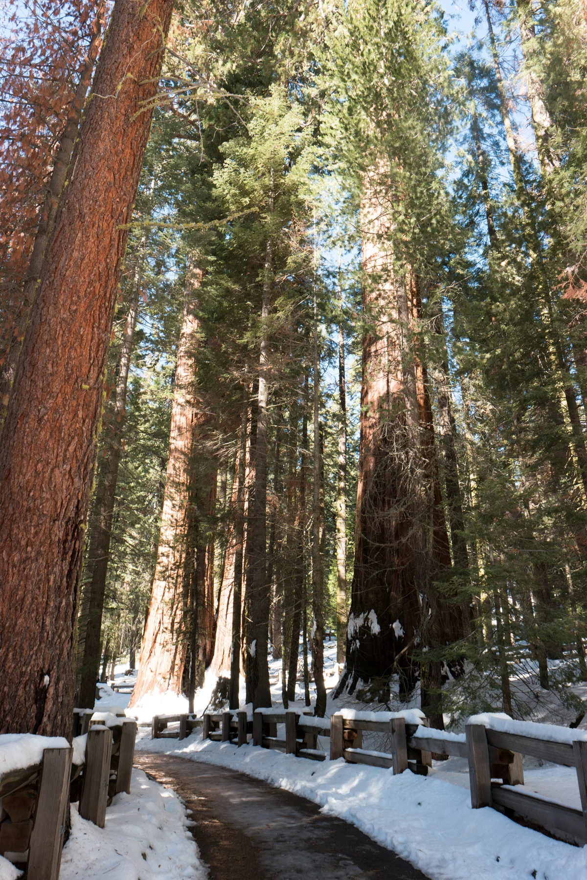 Sequoia National Park California December2015