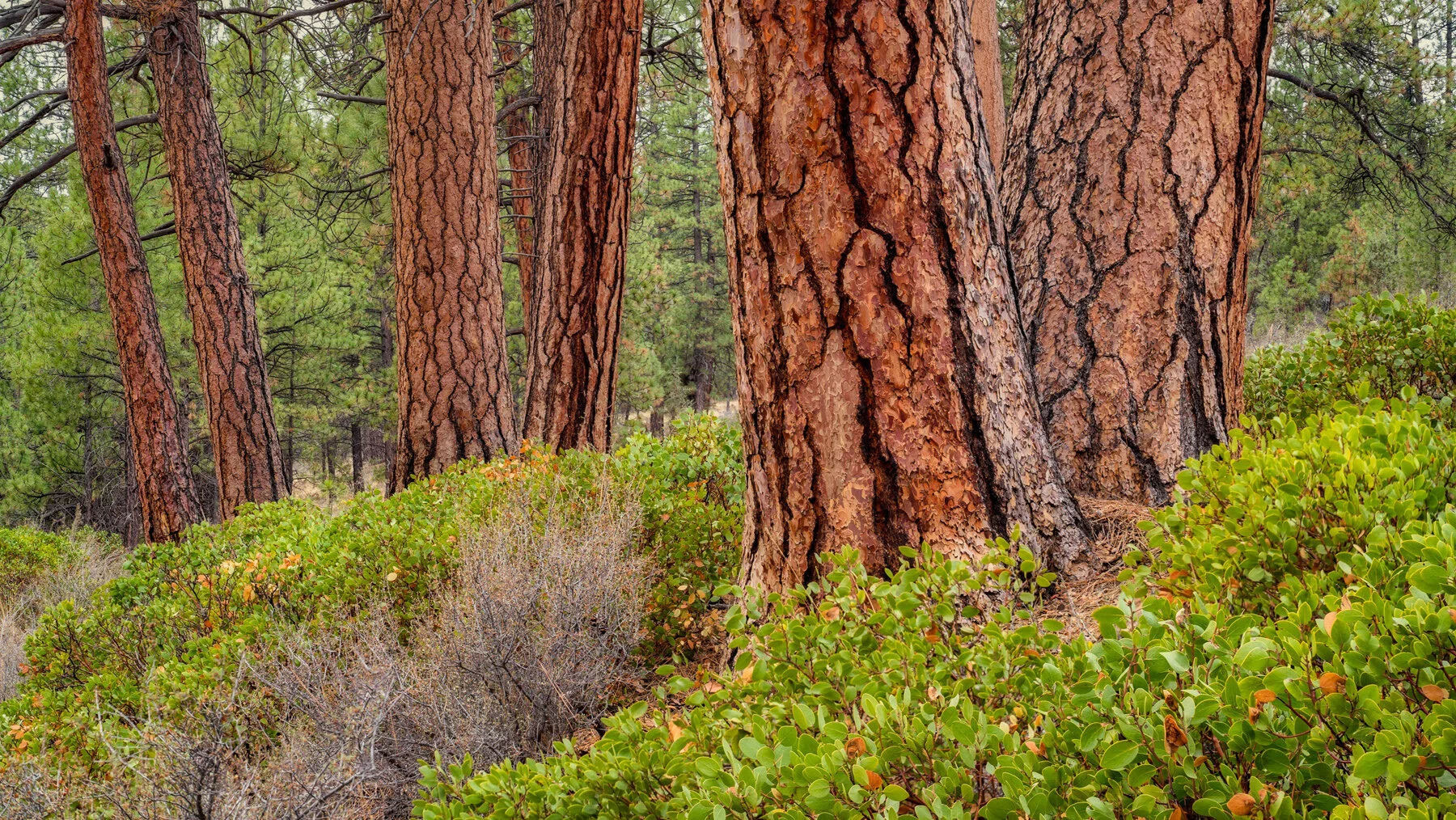 Shevlin Park Bend Oregon Ponderosa Pinesand Manzanitas