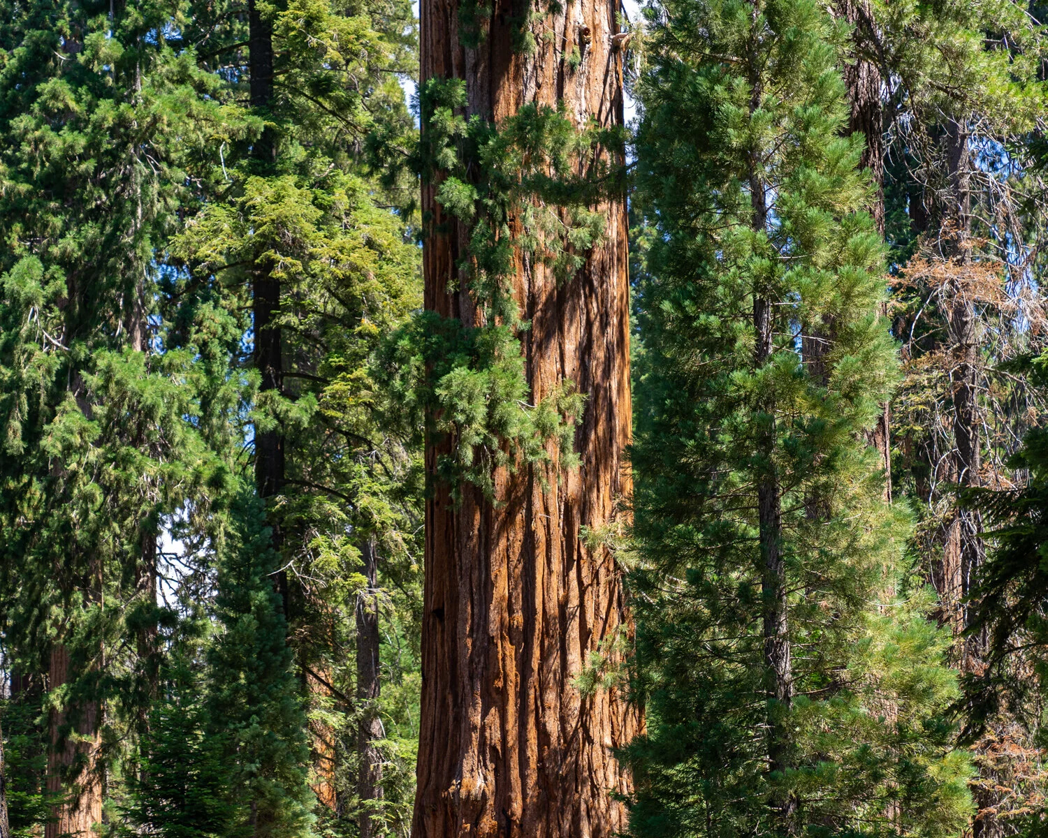 Sierra Nevada Mountains Sierras Kings Canyon Sequoia National Park California