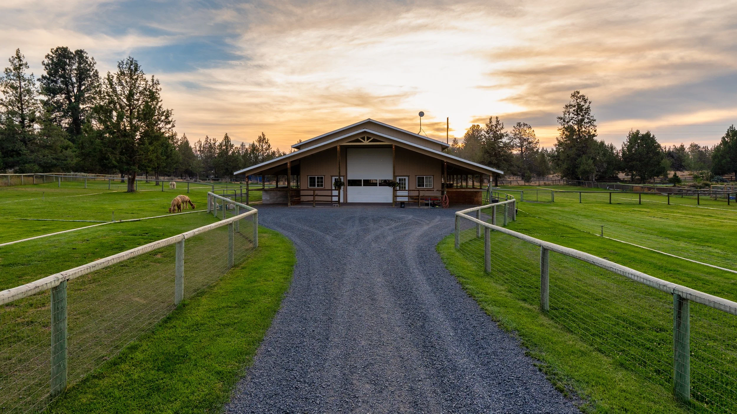 Tumalo Bend Oregon Barnsand Alpaca