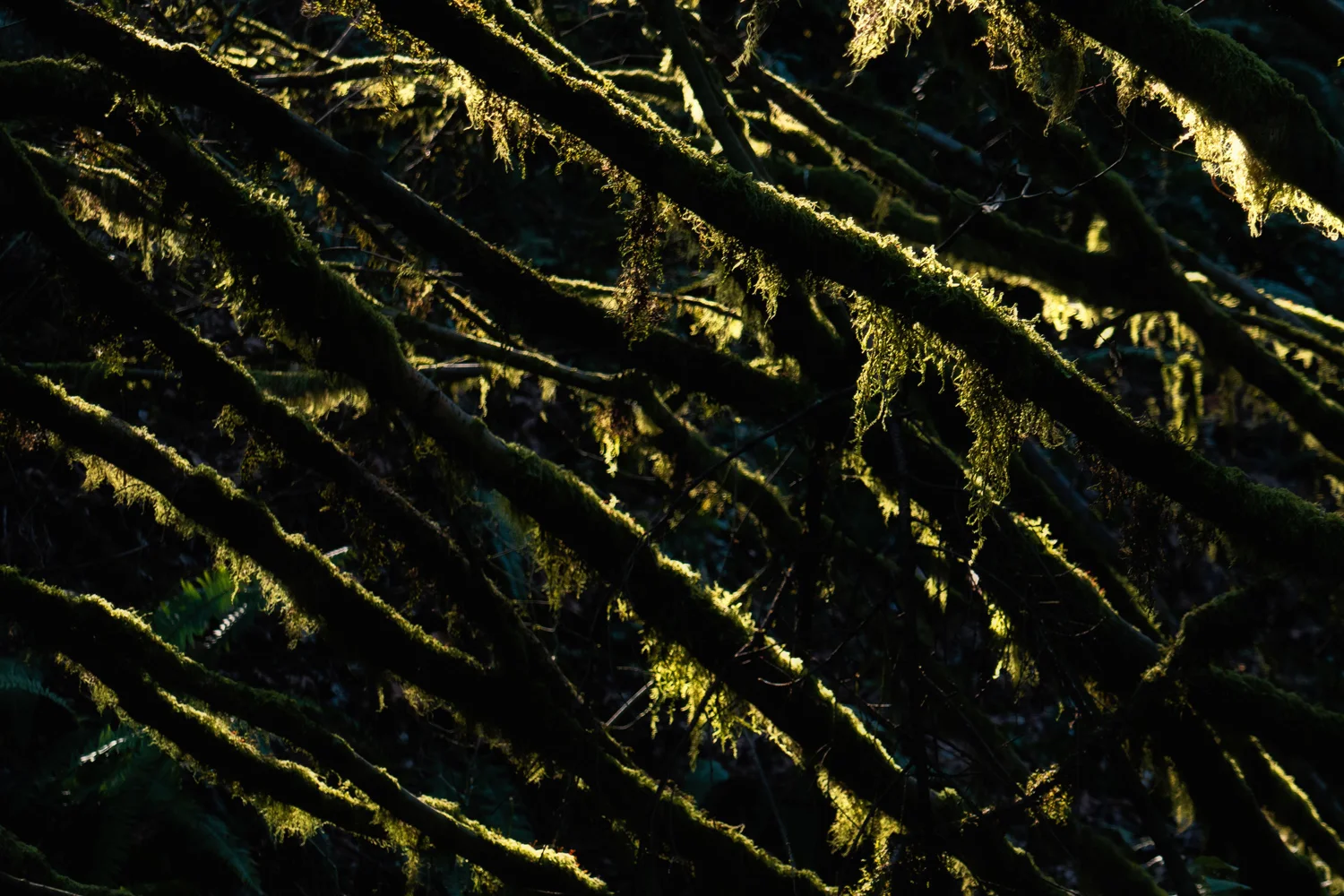 Wasimof Nazareth Forest Park Portland Oregon
