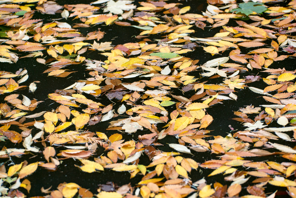 Wasimof Nazareth Japanese Garden Fall Portland Oregon