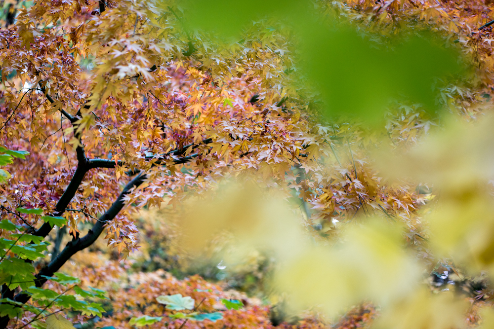 Wasimof Nazareth Japanese Garden Fall Portland Oregon