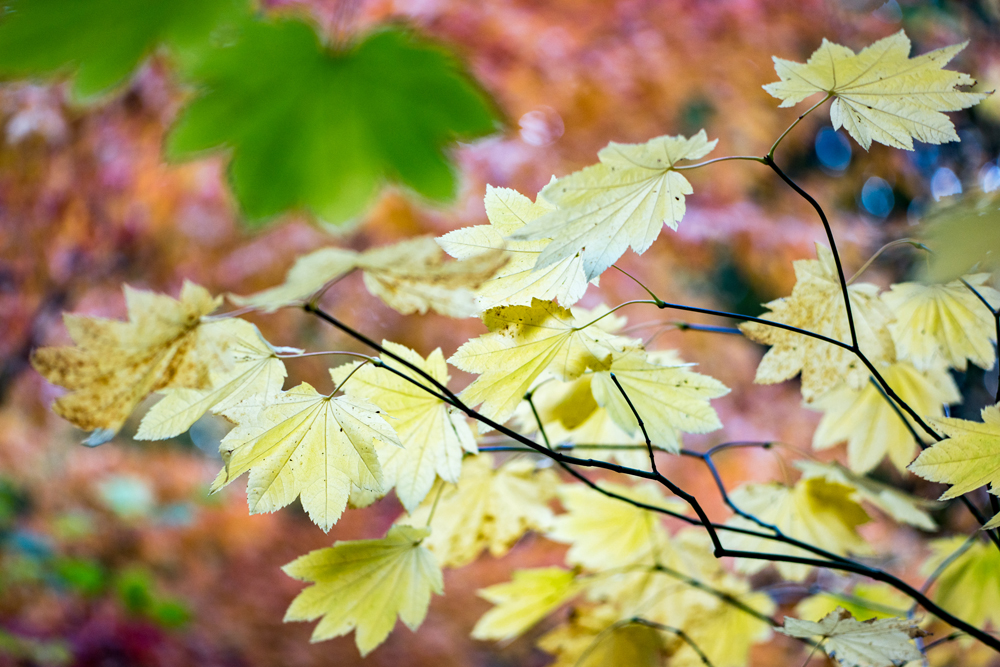 Wasimof Nazareth Japanese Garden Fall Portland Oregon