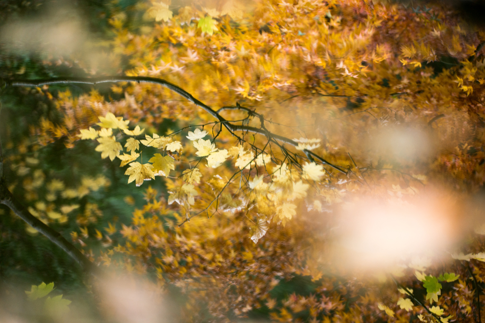 Wasimof Nazareth Japanese Garden Fall Portland Oregon