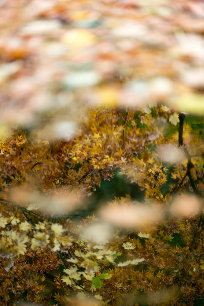Wasimof Nazareth Japanese Garden Fall Portland Oregon