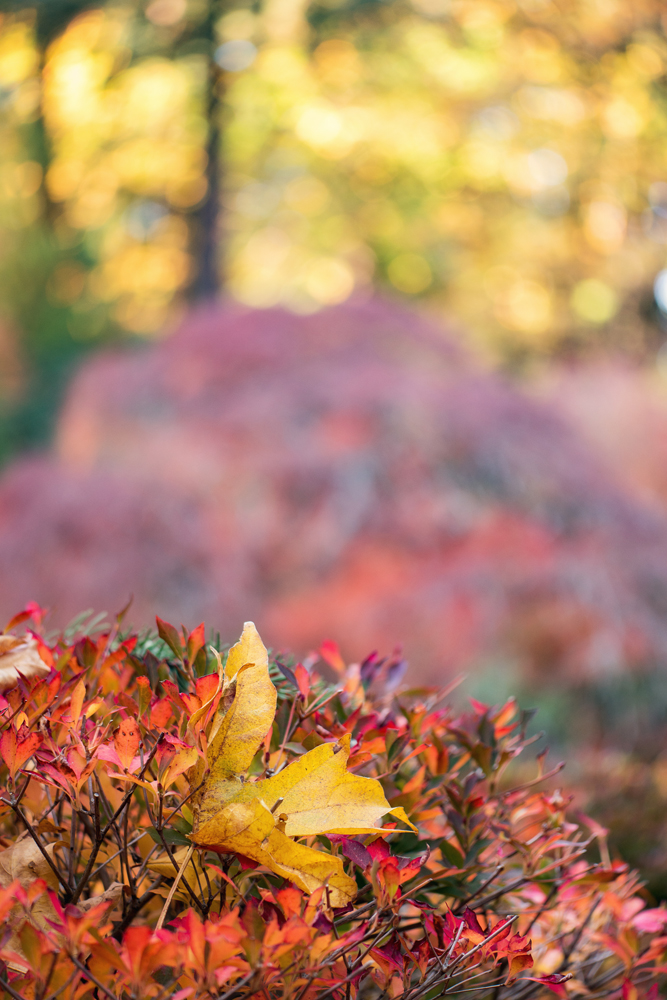 Wasimof Nazareth Japanese Garden Fall Portland Oregon