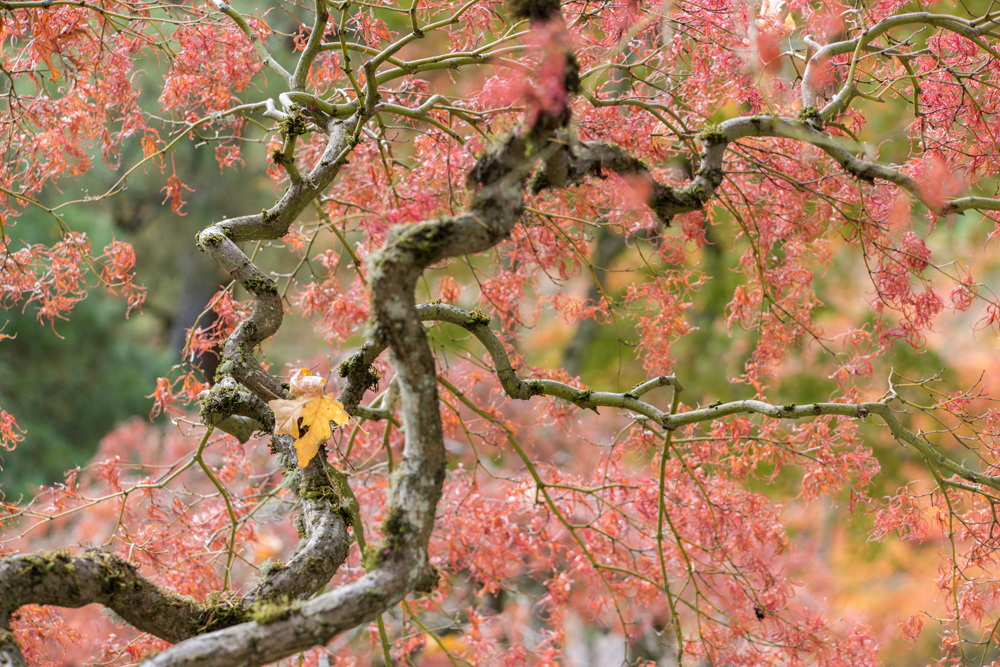 Wasimof Nazareth Japanese Garden Fall Portland Oregon