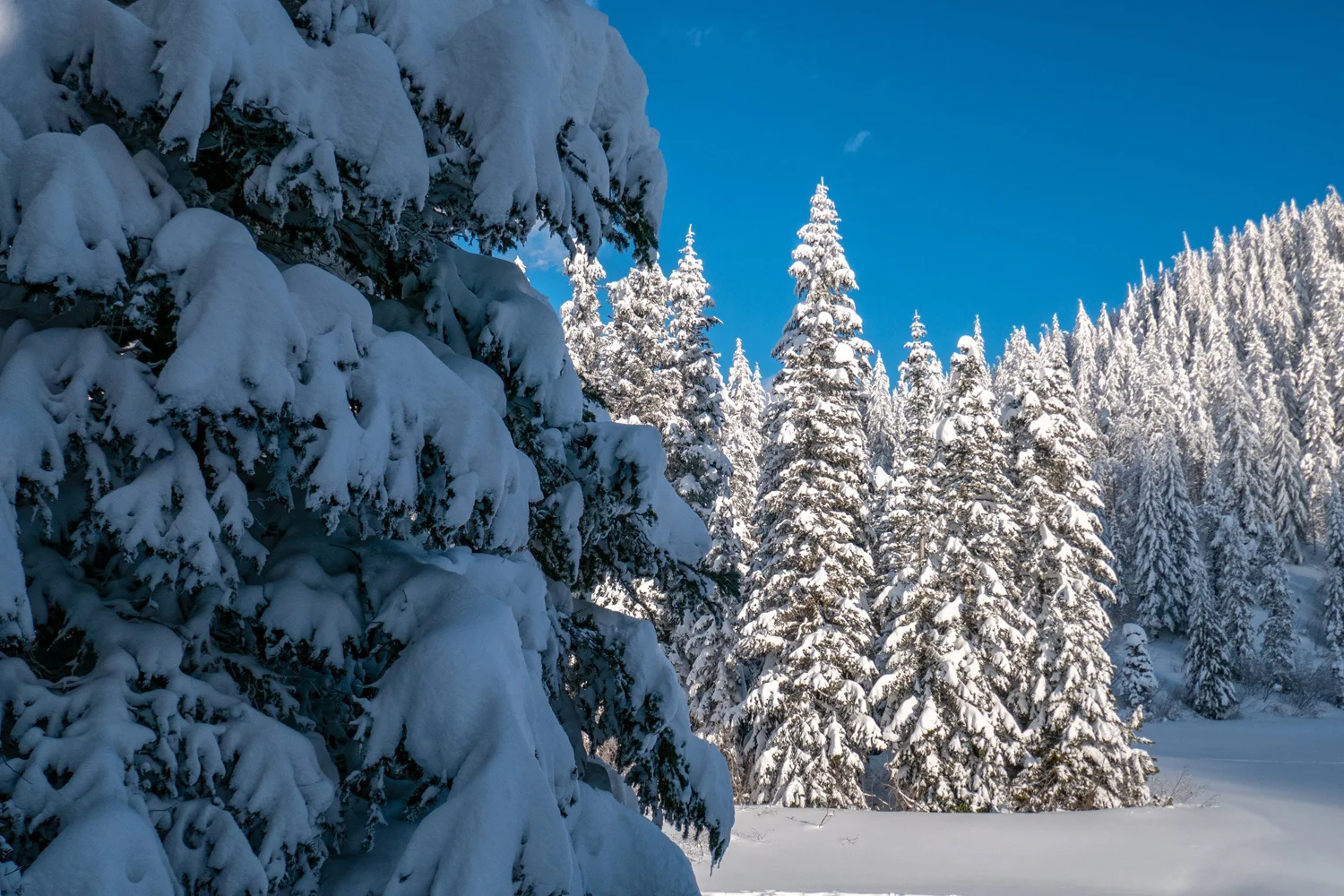 Wasimof Nazareth Mount Hood Oregon