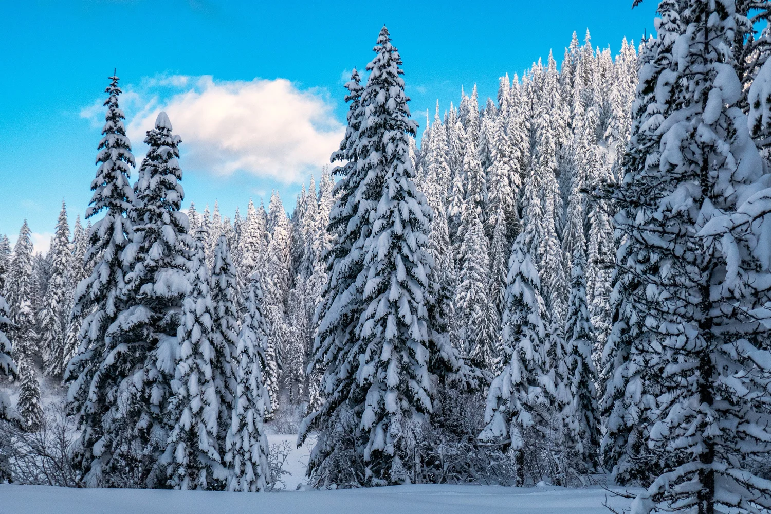 Wasimof Nazareth Mount Hood Oregon