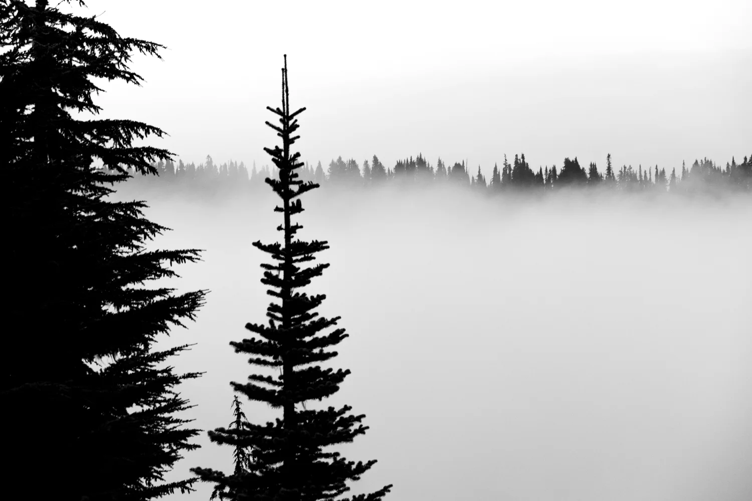 Wasimof Nazareth Mount Rainier National Park Washington
