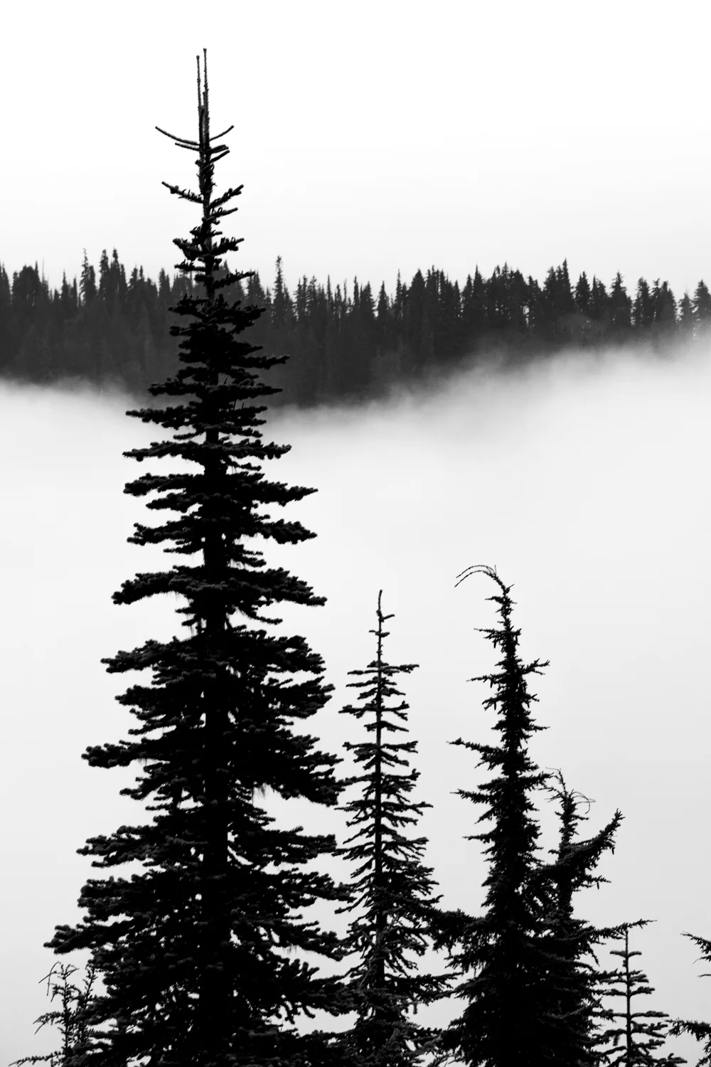 Wasimof Nazareth Mount Rainier National Park Washington