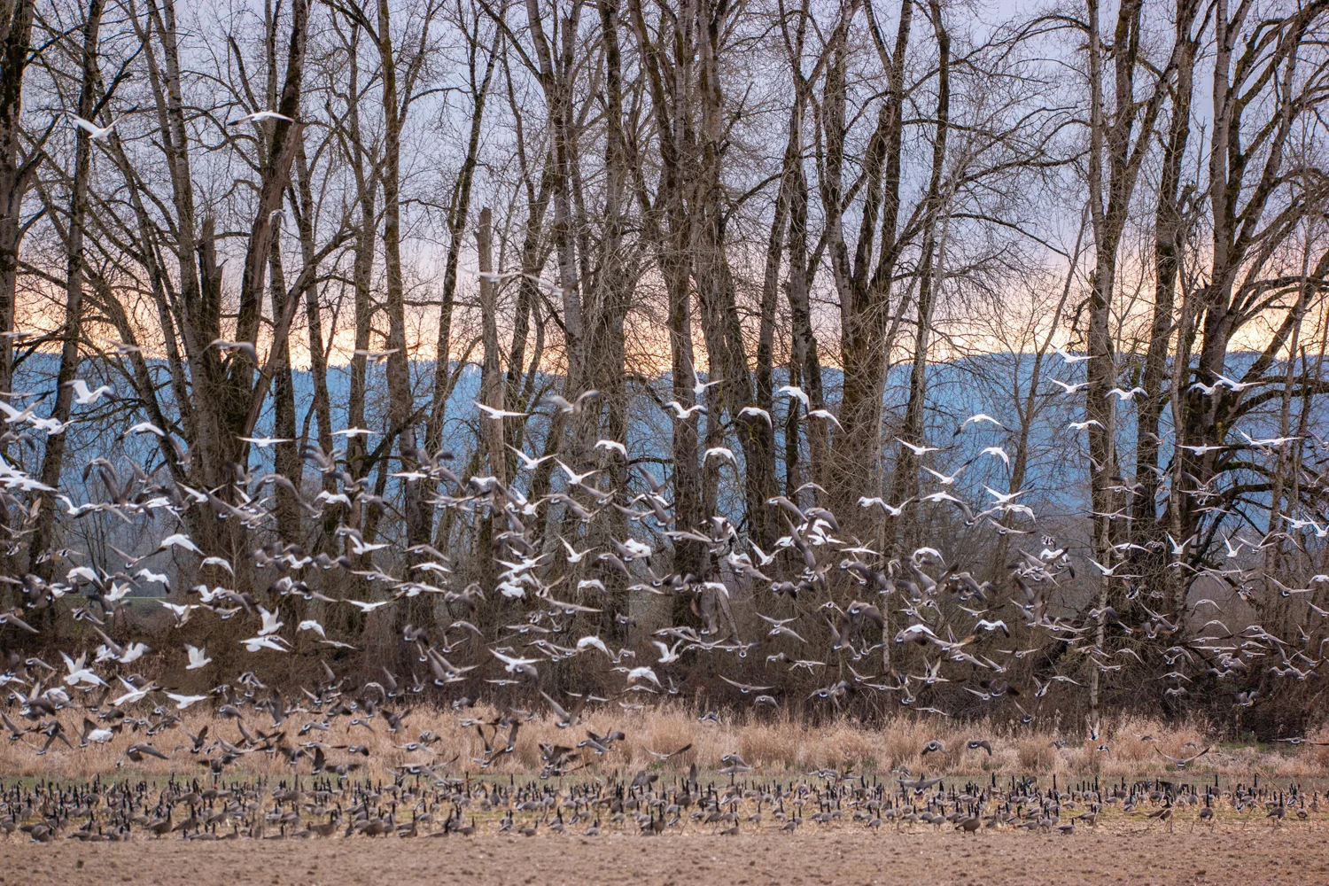 Wasimof Nazareth Sauvie Island Portland Oregon