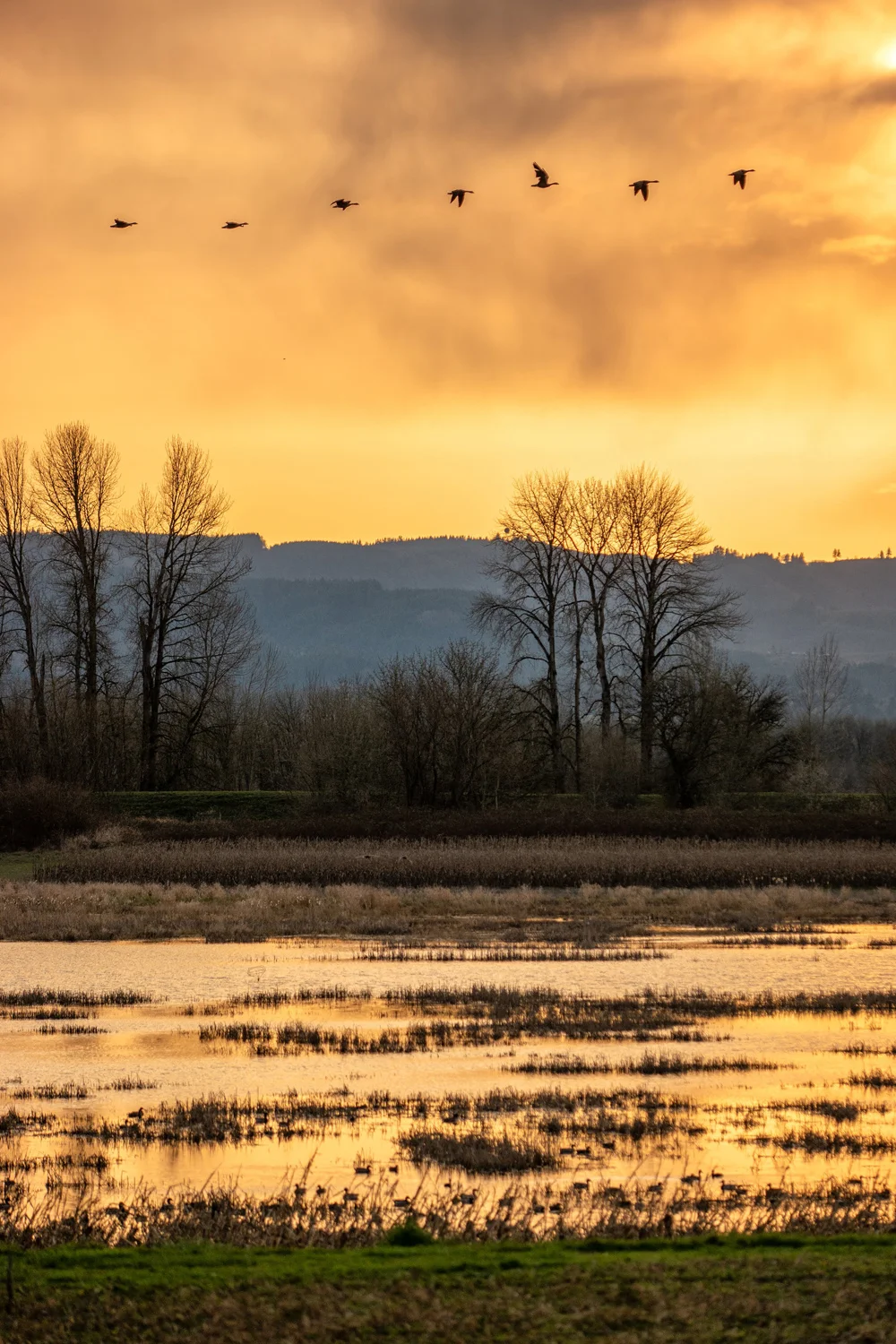 Wasimof Nazareth Sauvie Island Portland Oregon