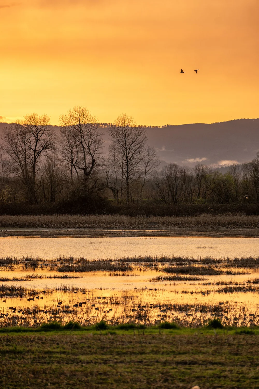 Wasimof Nazareth Sauvie Island Portland Oregon