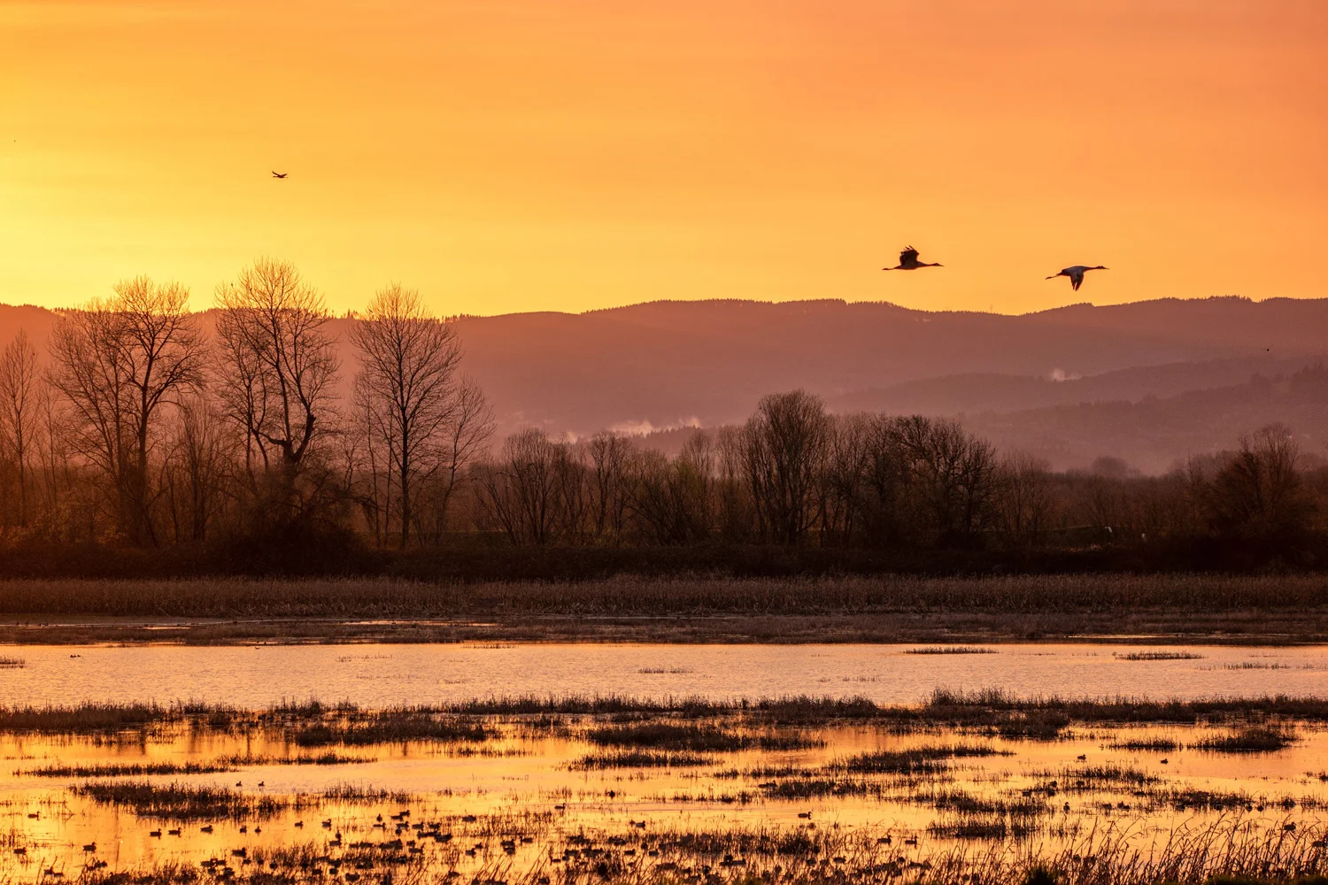 Wasimof Nazareth Sauvie Island Portland Oregon