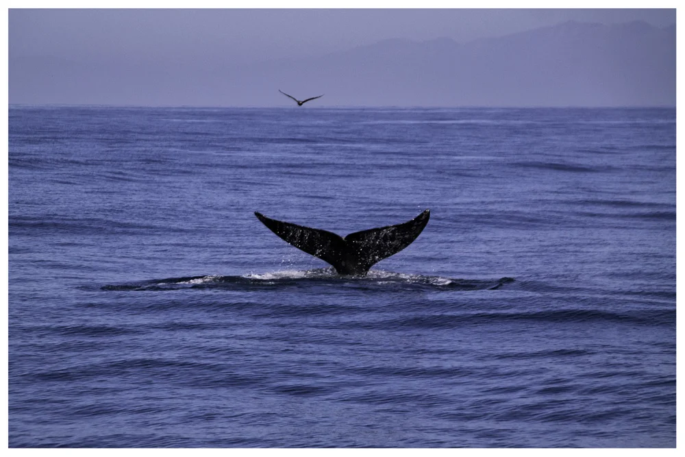 Whale Watching Ventura California Samsung NX30