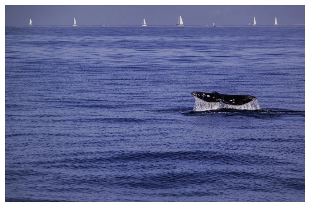 Whale Watching Ventura California Samsung NX30