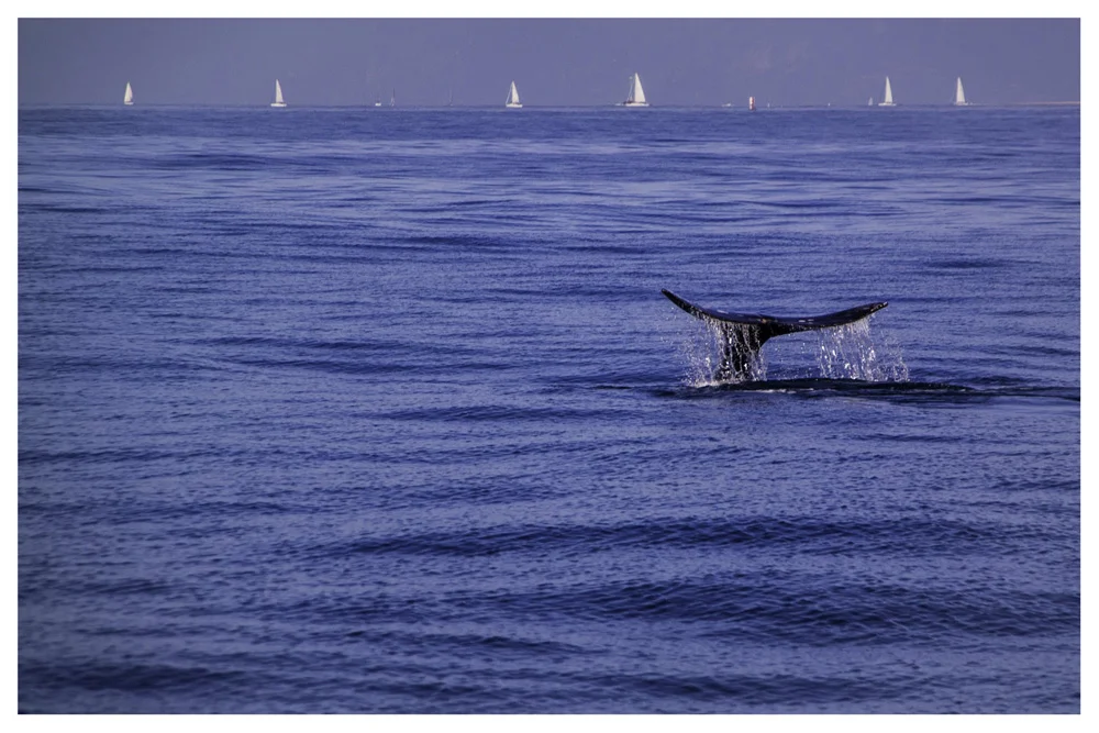 Whale Watching Ventura California Samsung NX30