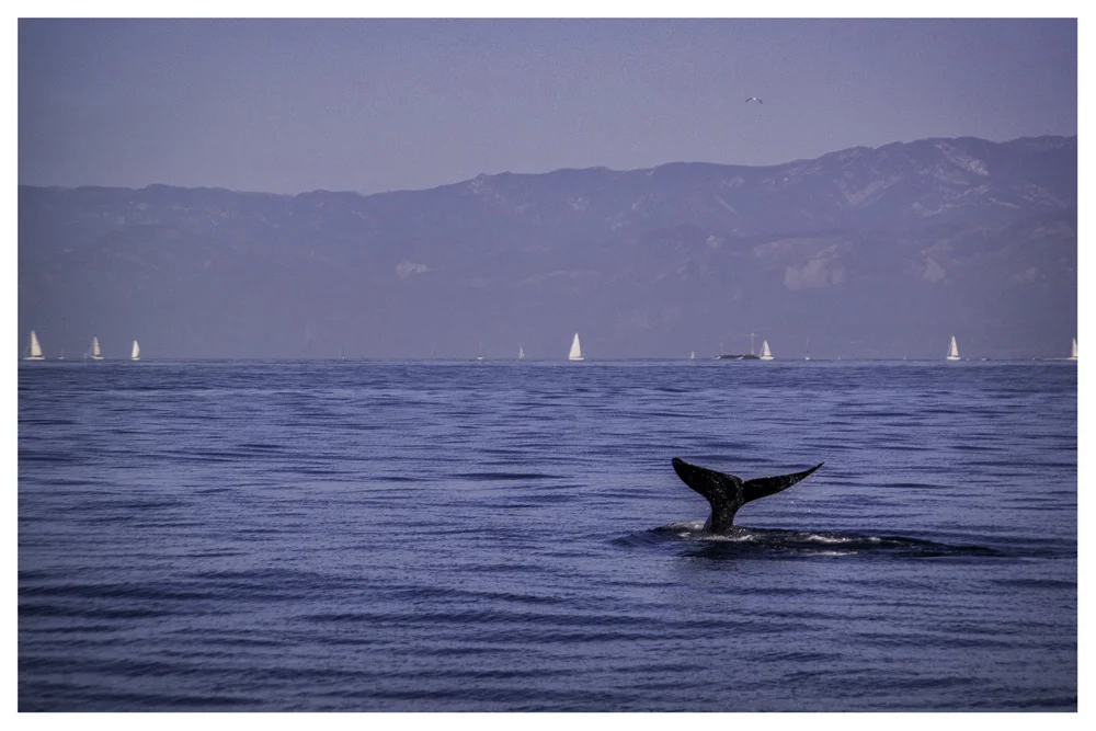 Whale Watching Ventura California Samsung NX30