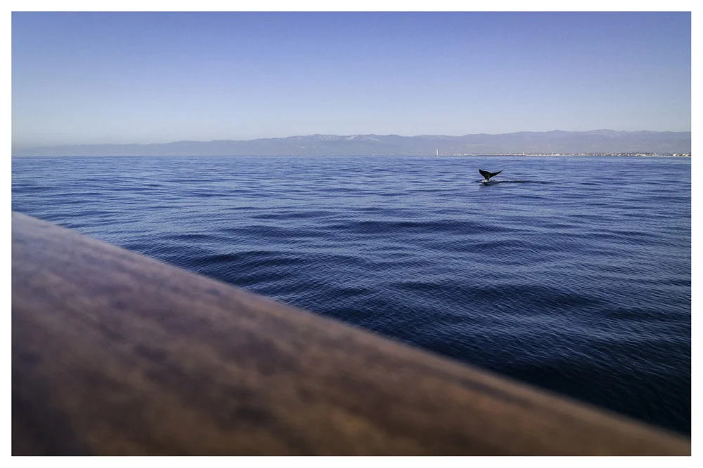 Whale Watching Ventura California Samsung NX30